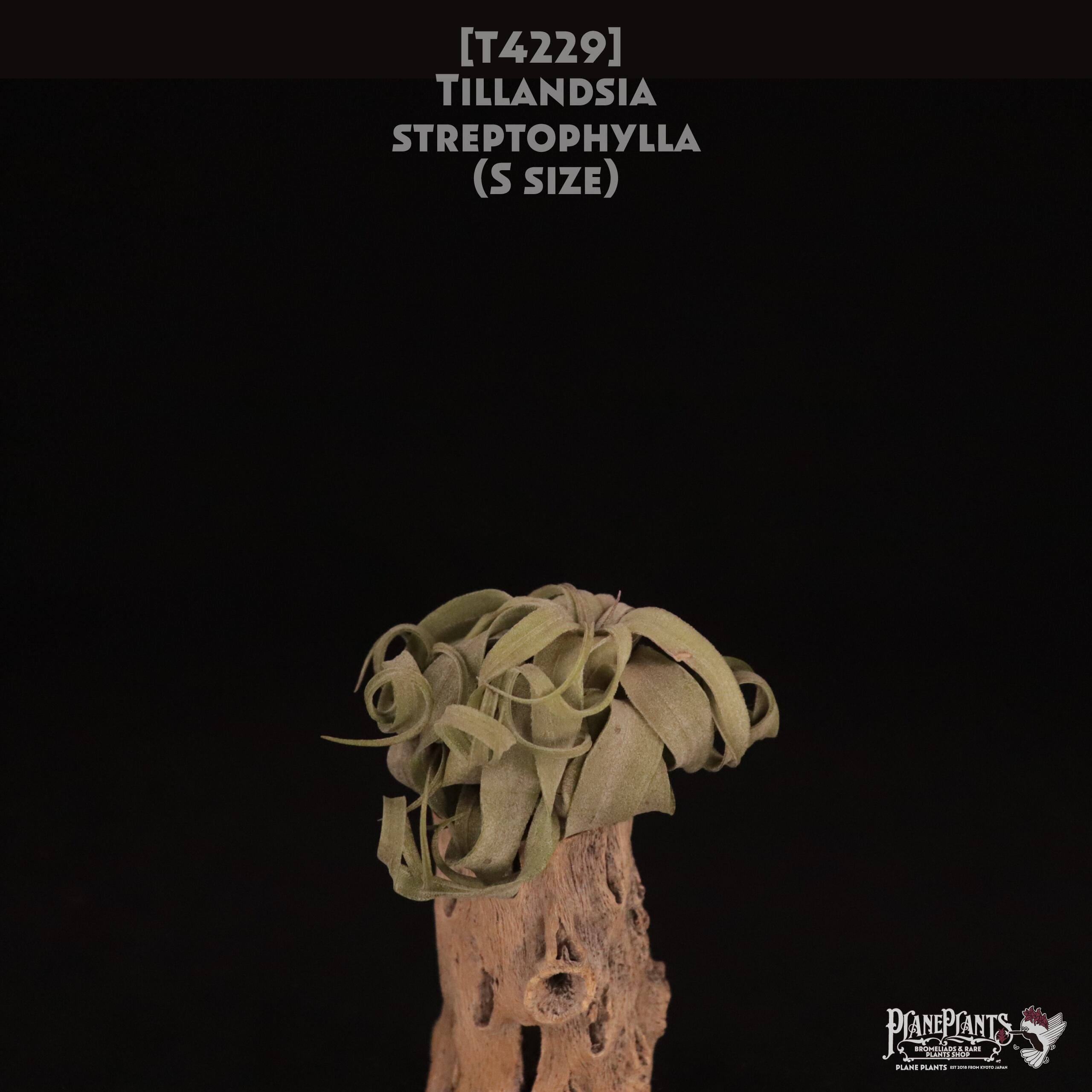 【送料無料】streptophylla S〔エアプランツ〕現品発送T4229