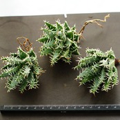 カット苗 エリナケア Aloe erinacea