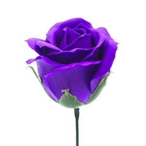 アトリエココロ様専用　プリンセスバラS-PU4 ディープバイレット