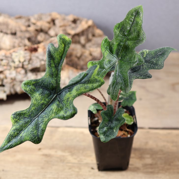 MARX PLANTS | 観葉植物・多肉植物・塊根植物