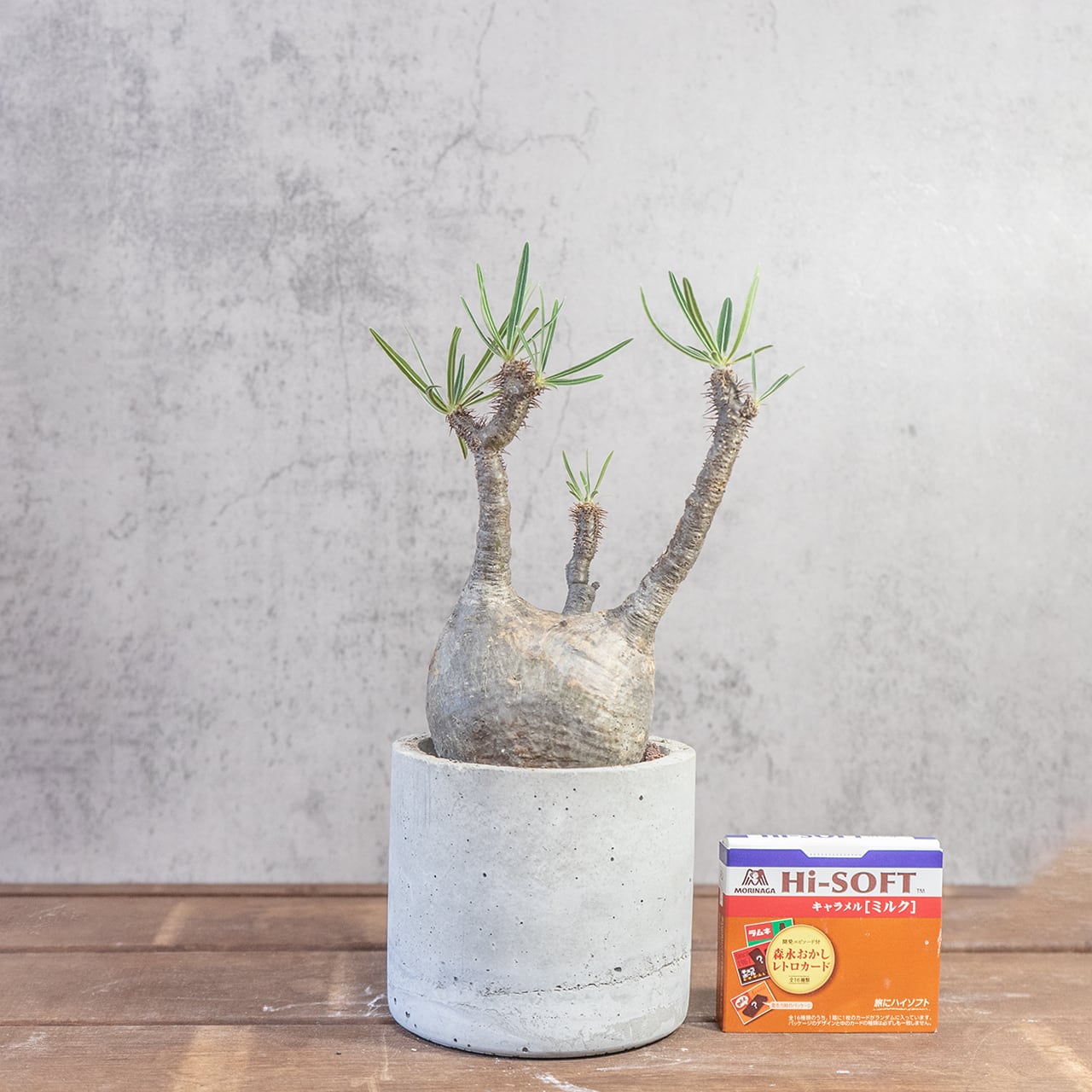 グラキリス 胴回り28cmの丸みある幹姿 造形美あふれる発根済み株【モルタル鉢】