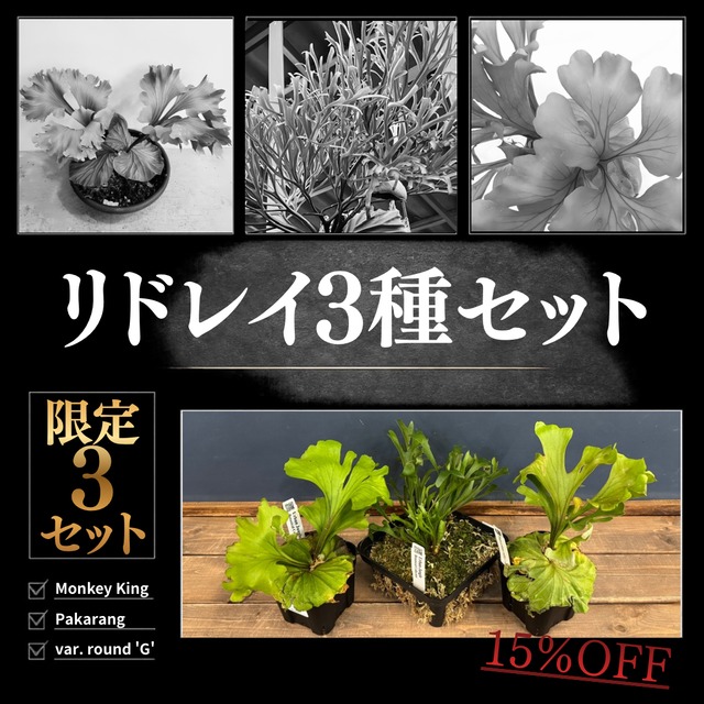 【UJビカクフェア】【抽選販売】ビカクシダ リドレイ3種セット（限定3）｜送料無料 15％OFF