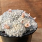 Mammillaria plumosa 【マミラリア・白星・パンチパーマ】