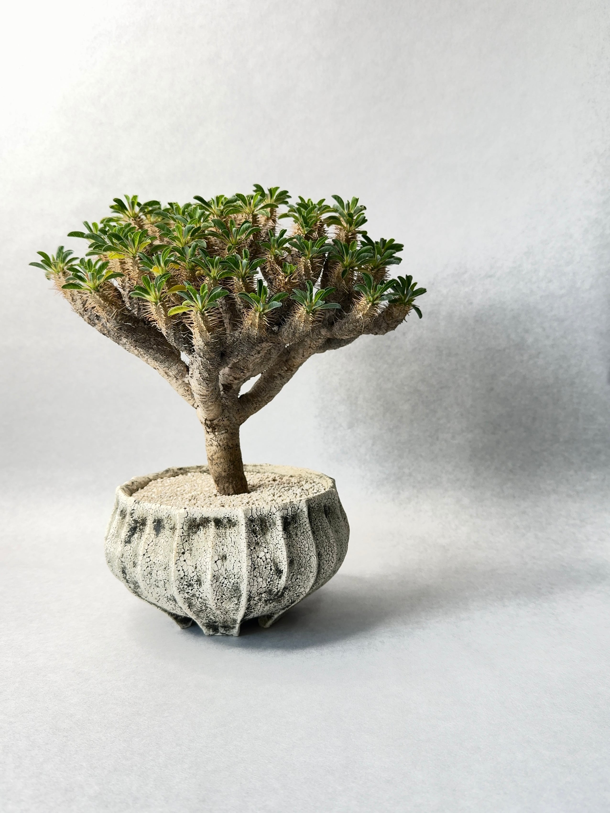 ユーフォルビア・ギラウミニアナ | trigger