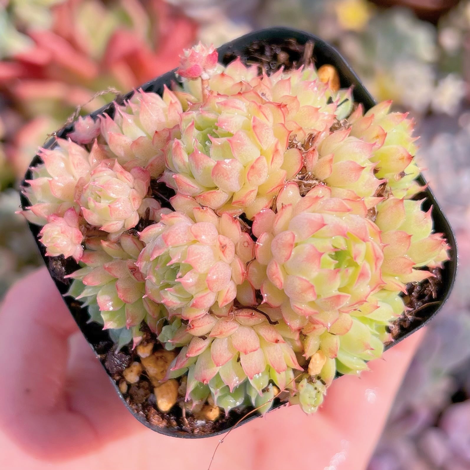 現品　ハチミツボール#669　るる農園