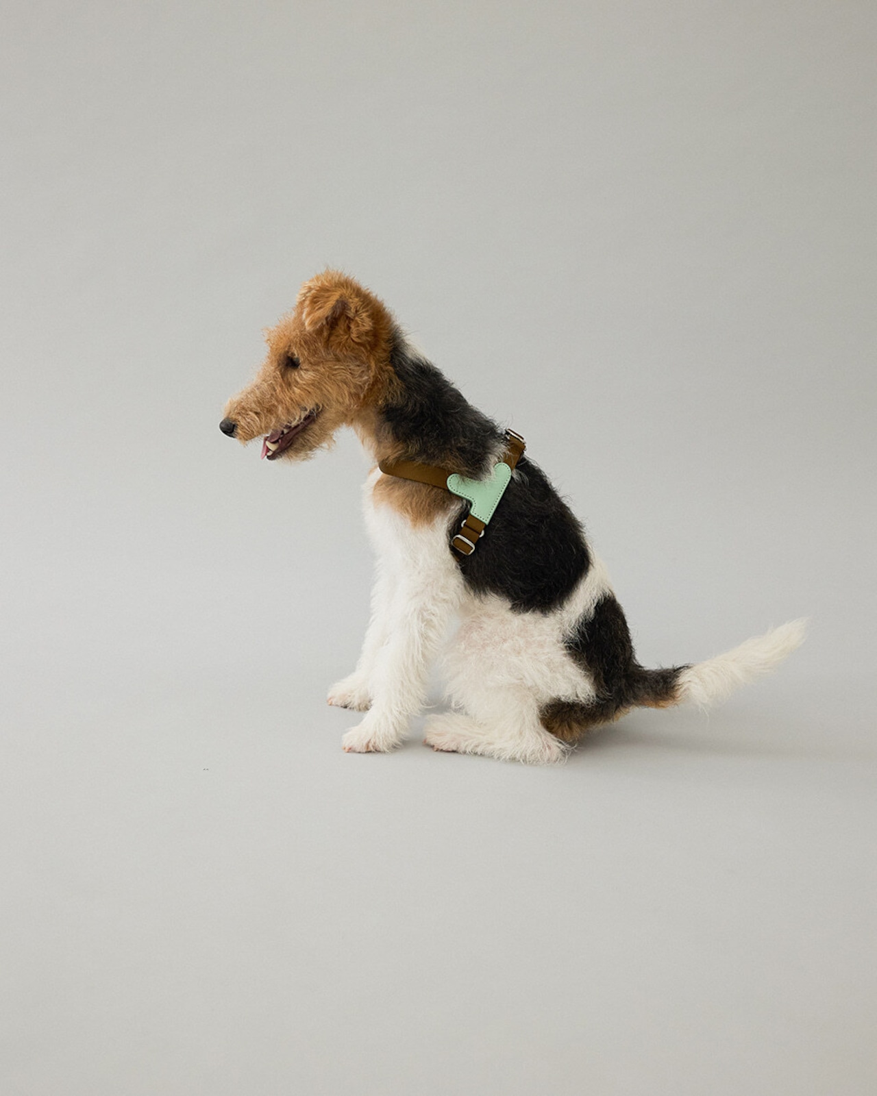 【即納】GOPE Picture Dog Harness｜Mint × Brown - 2