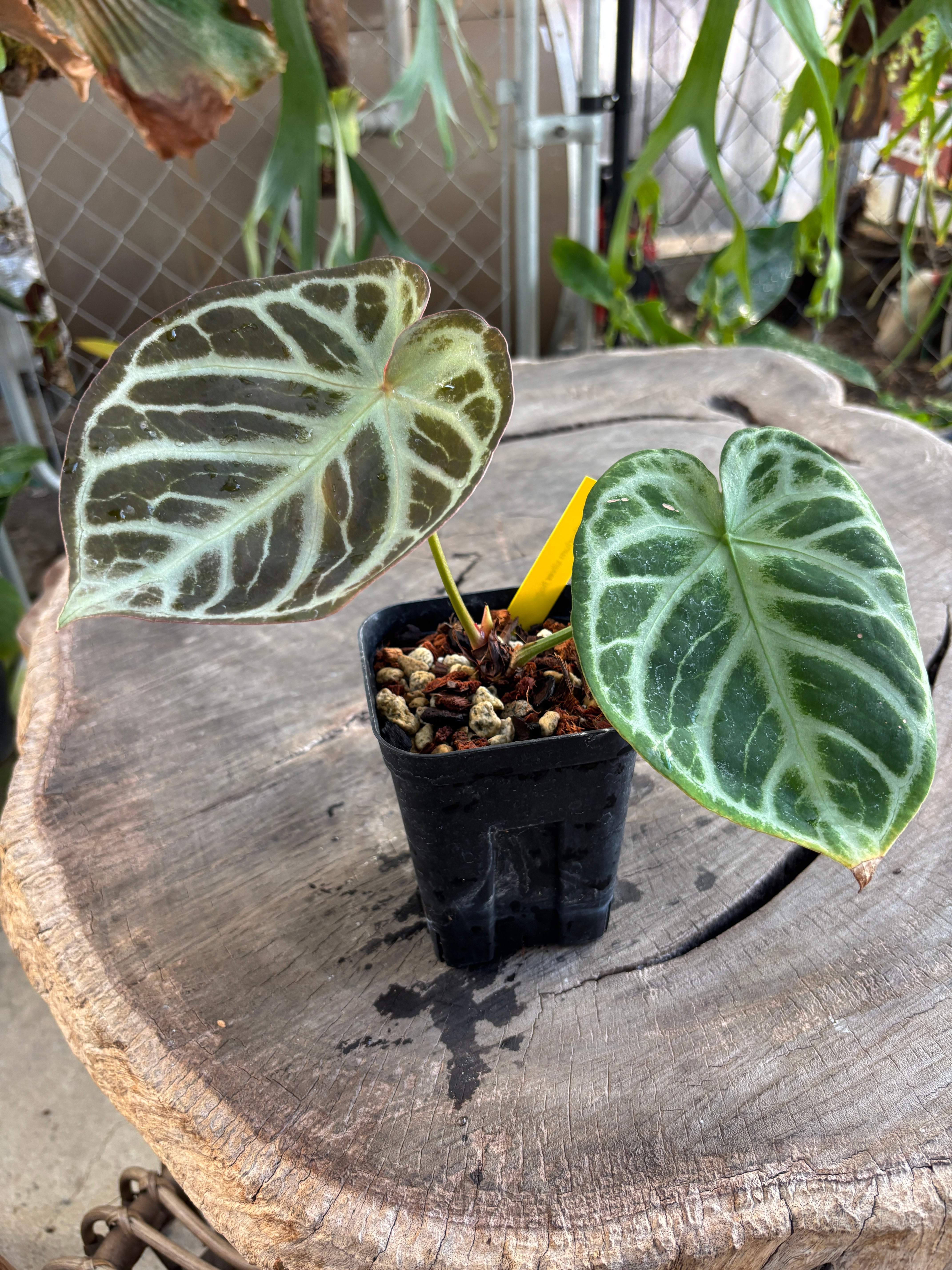 Anthurium | BA PLants