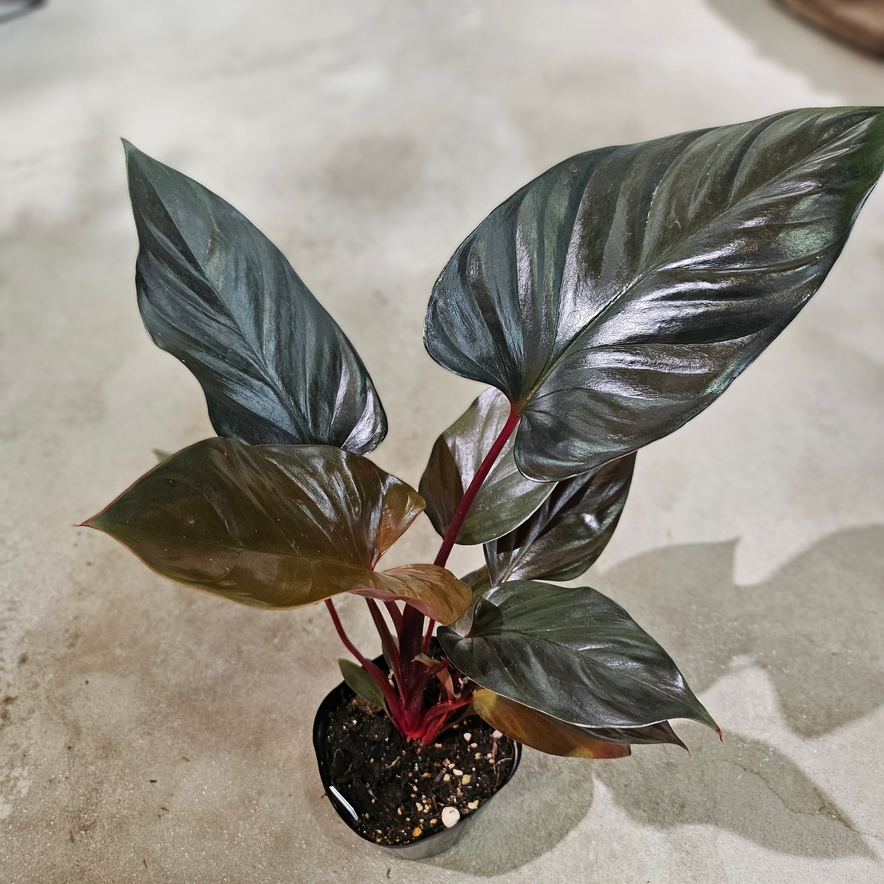 ホマロメナ ブラックエメラルド・クリムゾンベール | Plants Baka