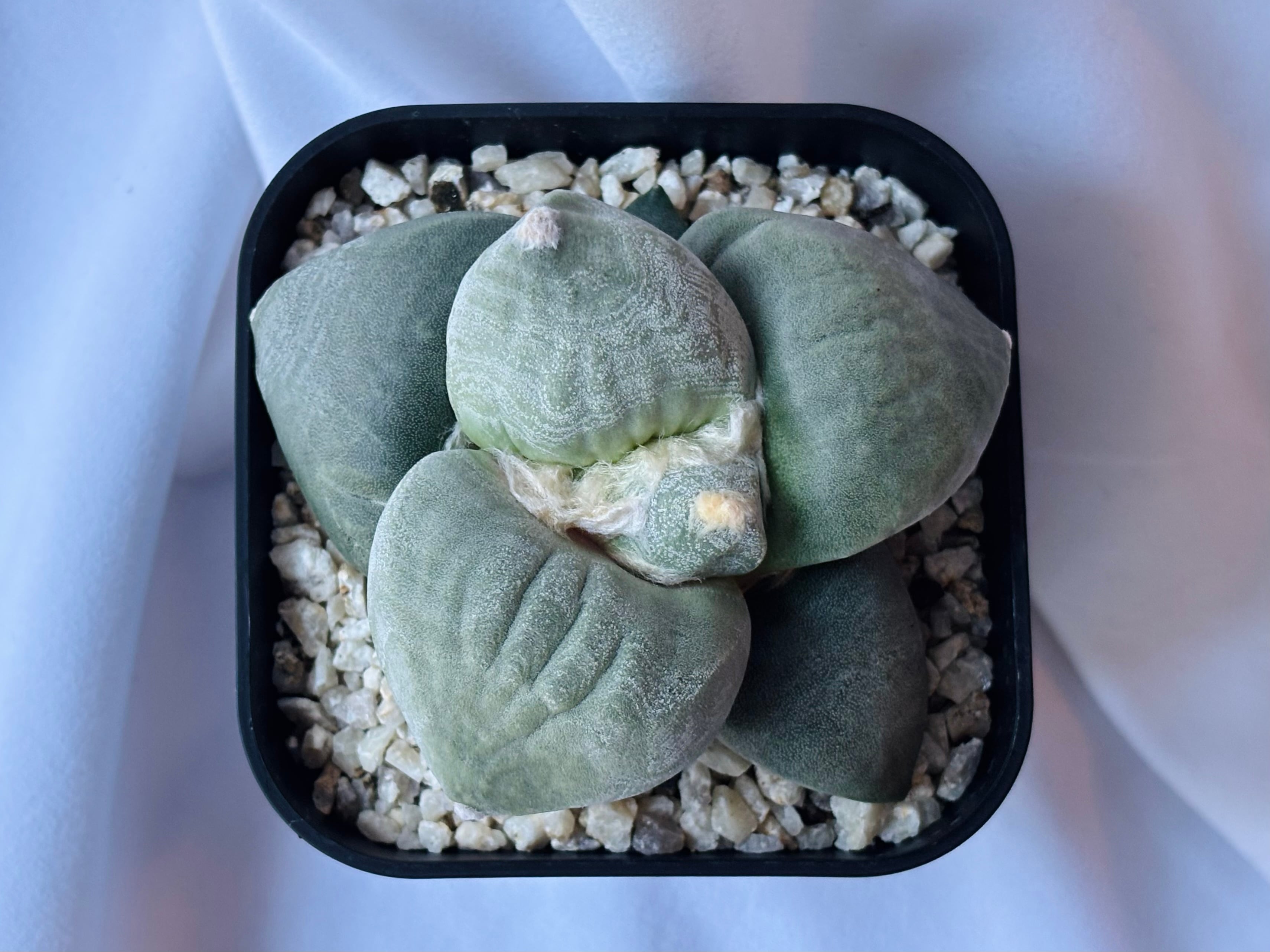 Ariocarpus furfuraceus f. アリオカルプス 大蓮葵×大疣青磁牡丹