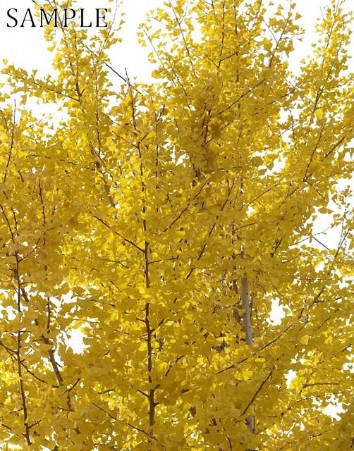 長岡天満宮　銀杏　JPEG