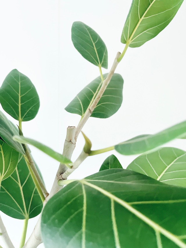 【Premium Plants】フィカス ベンガレンシス 白く美しいS字カーブ calm cafe