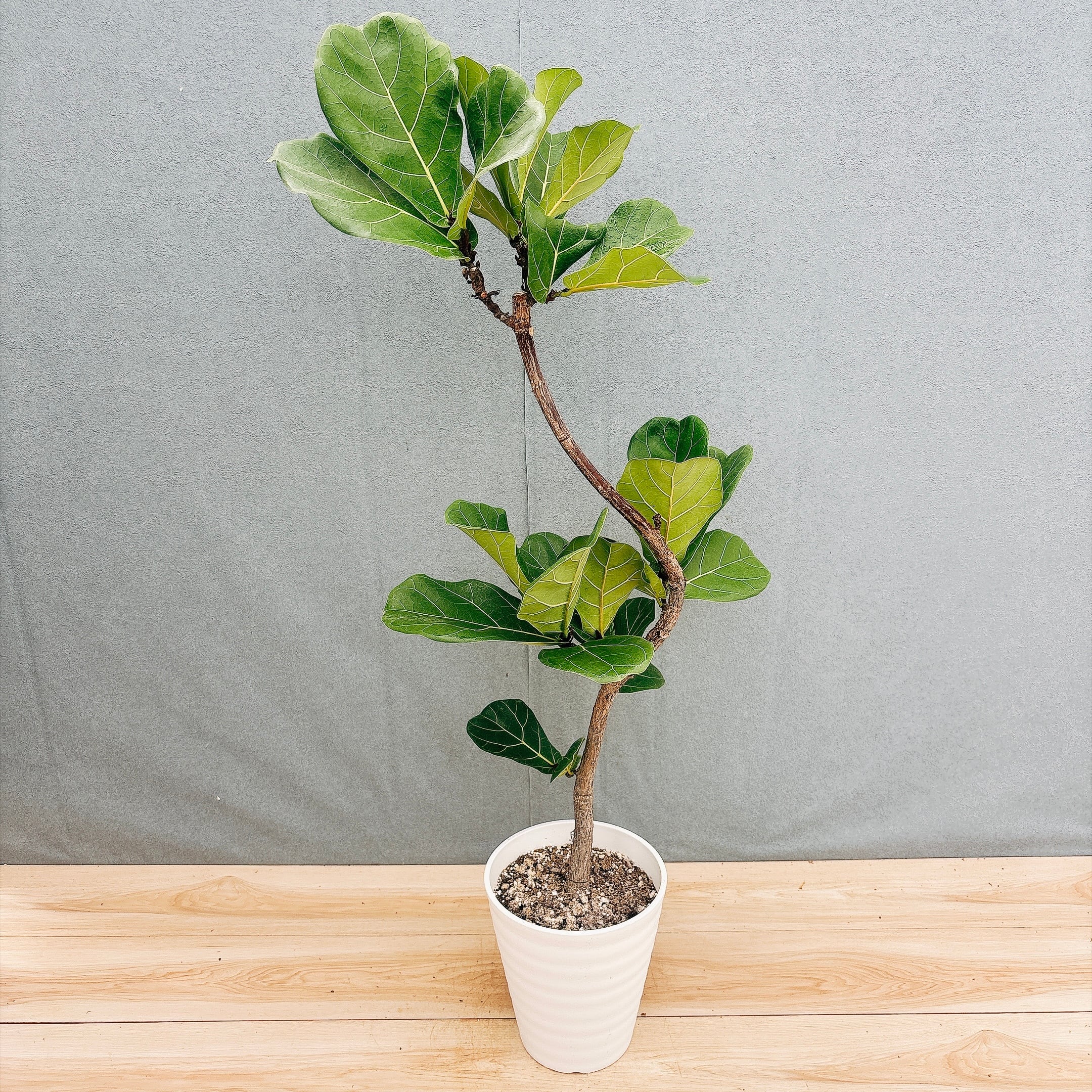 現品］M フィカス ウンベラータ 曲がり 7号 観葉植物 室内 ゴムの木