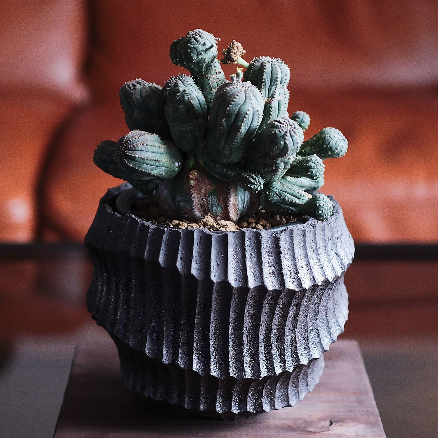 オス株【超厳選株】超大株 直径約15cm 異型 仔吹き まん丸 オベサ