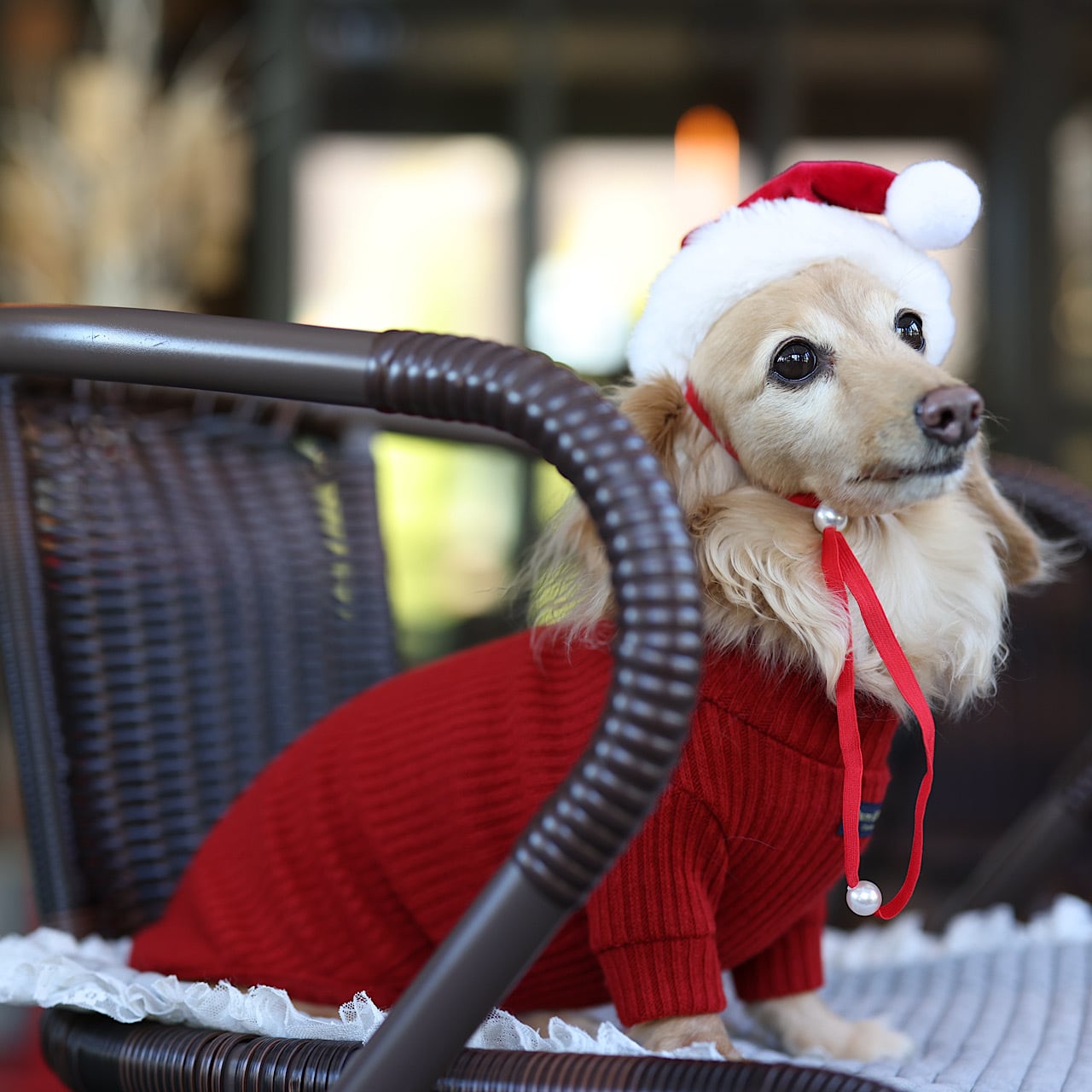 カニンヘンダックスとミニチュアダックス専門のお洋服webショップ