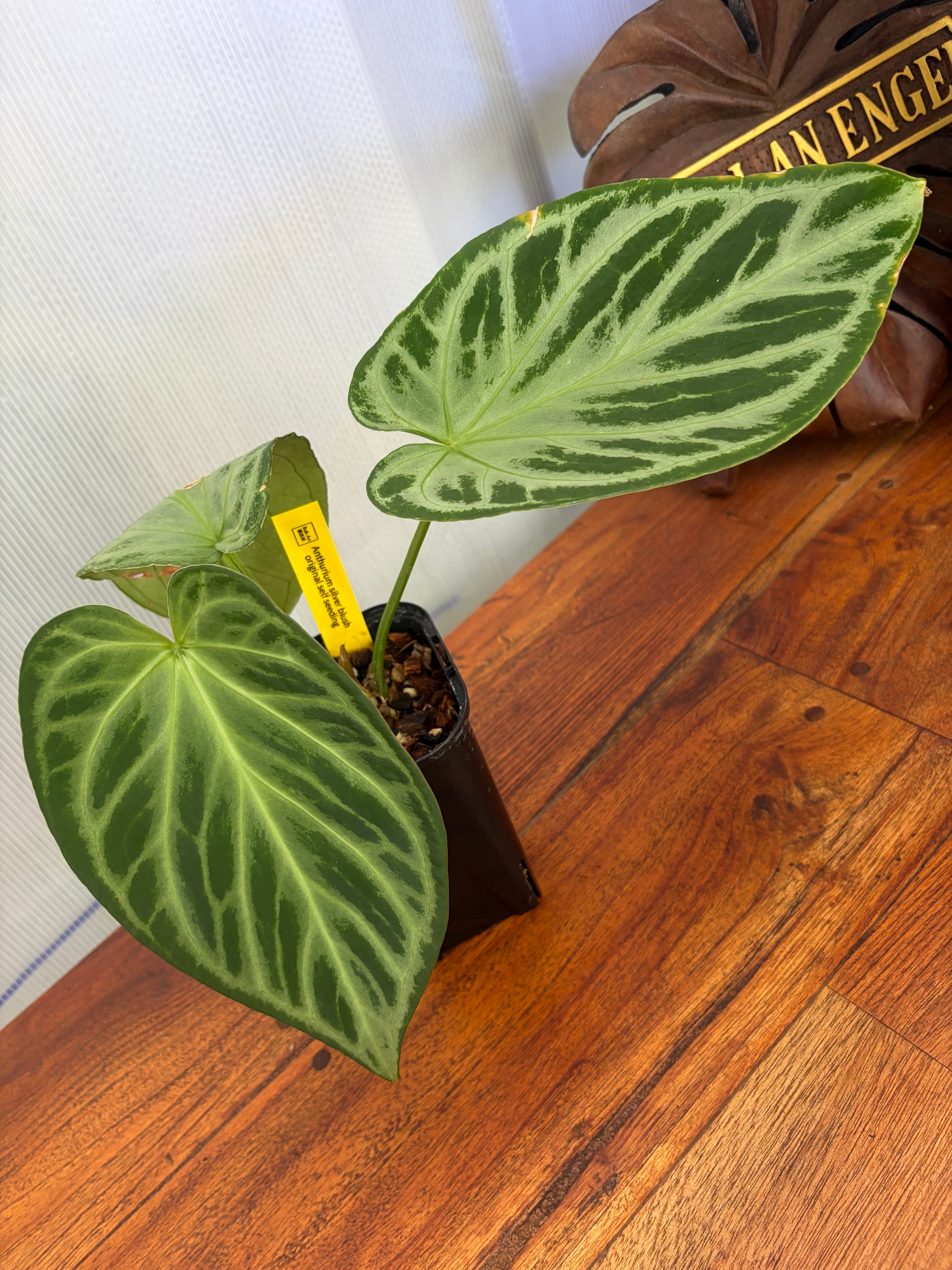Anthurium | BALI-AN 園芸
