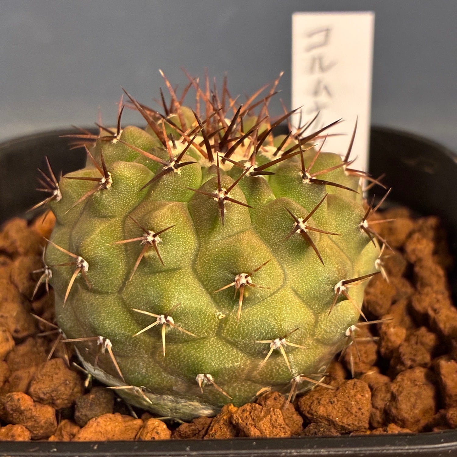 新着3日限定10%OFF】【Copiapoa】サボテン コピアポア コルムナアルバ
