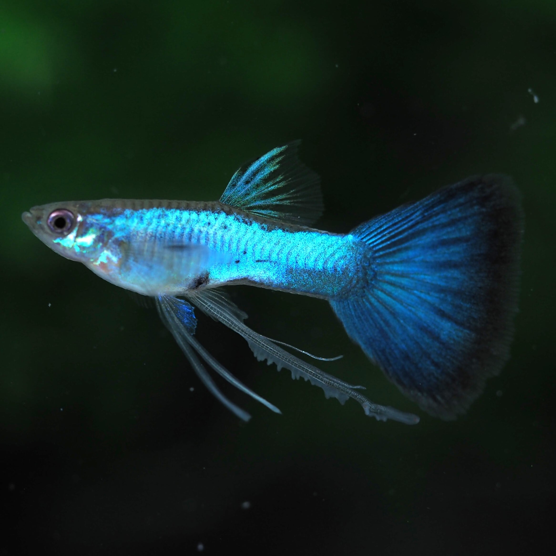 GUPPY | 伊豆グッピーファーム