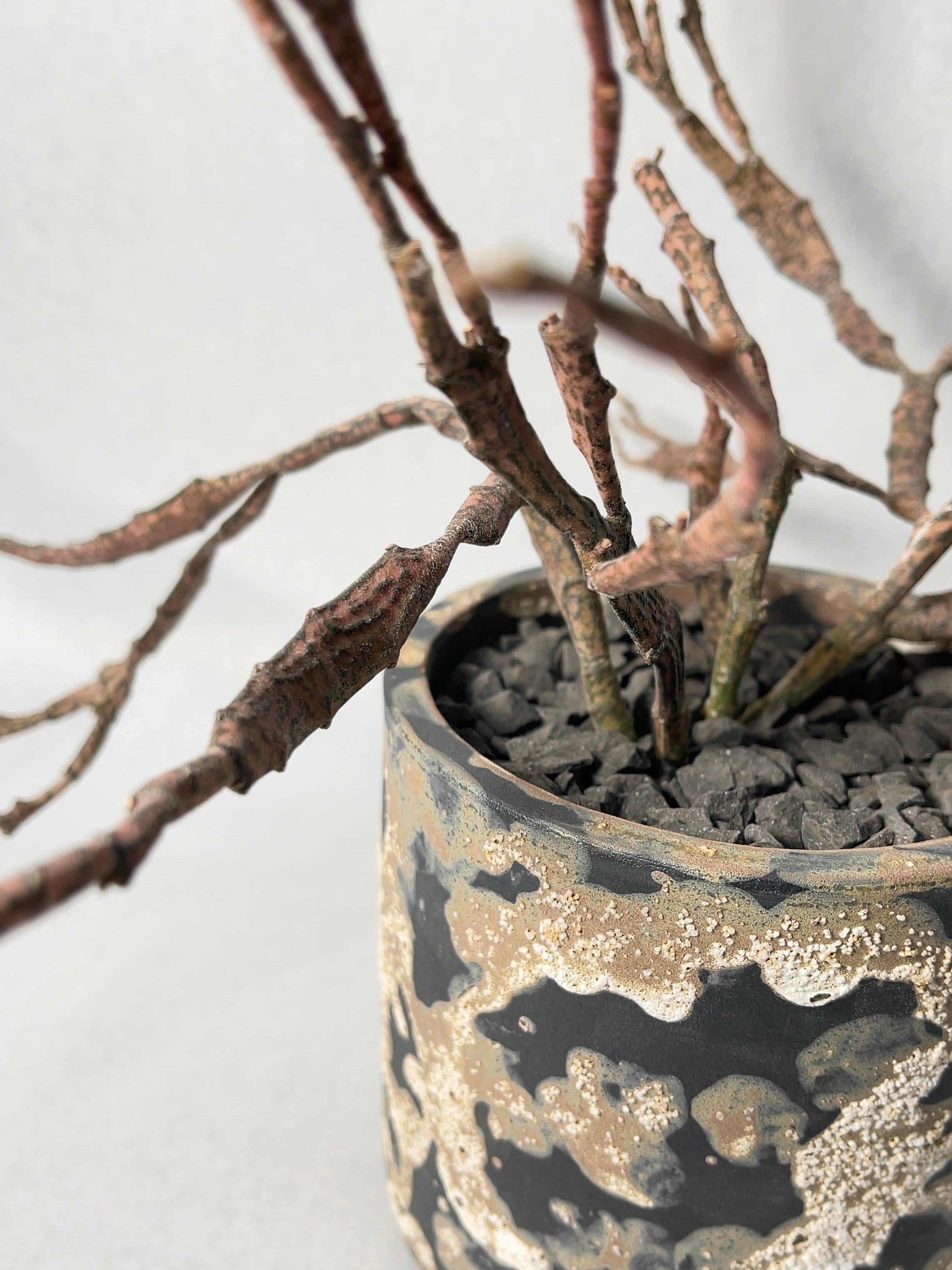 ユーフォルビア・プラティクラダ | trigger