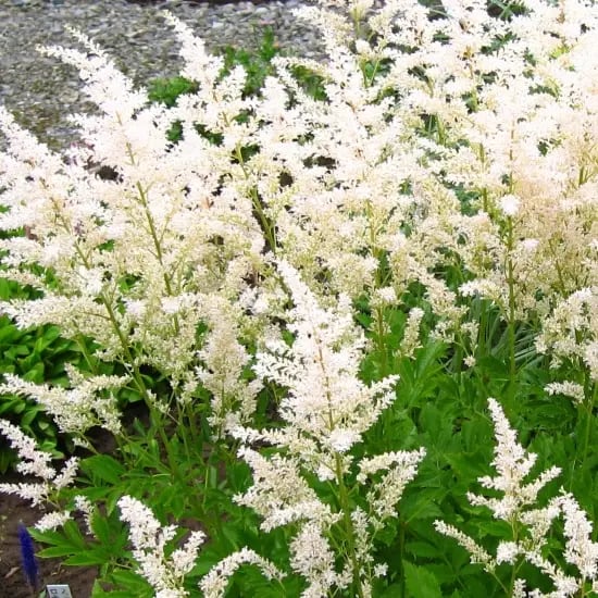 アスチルベ アレンジー 'スノードリフト'