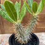 Pachypodium Densicaule【パキポディウム・恵比寿大黒・実生】