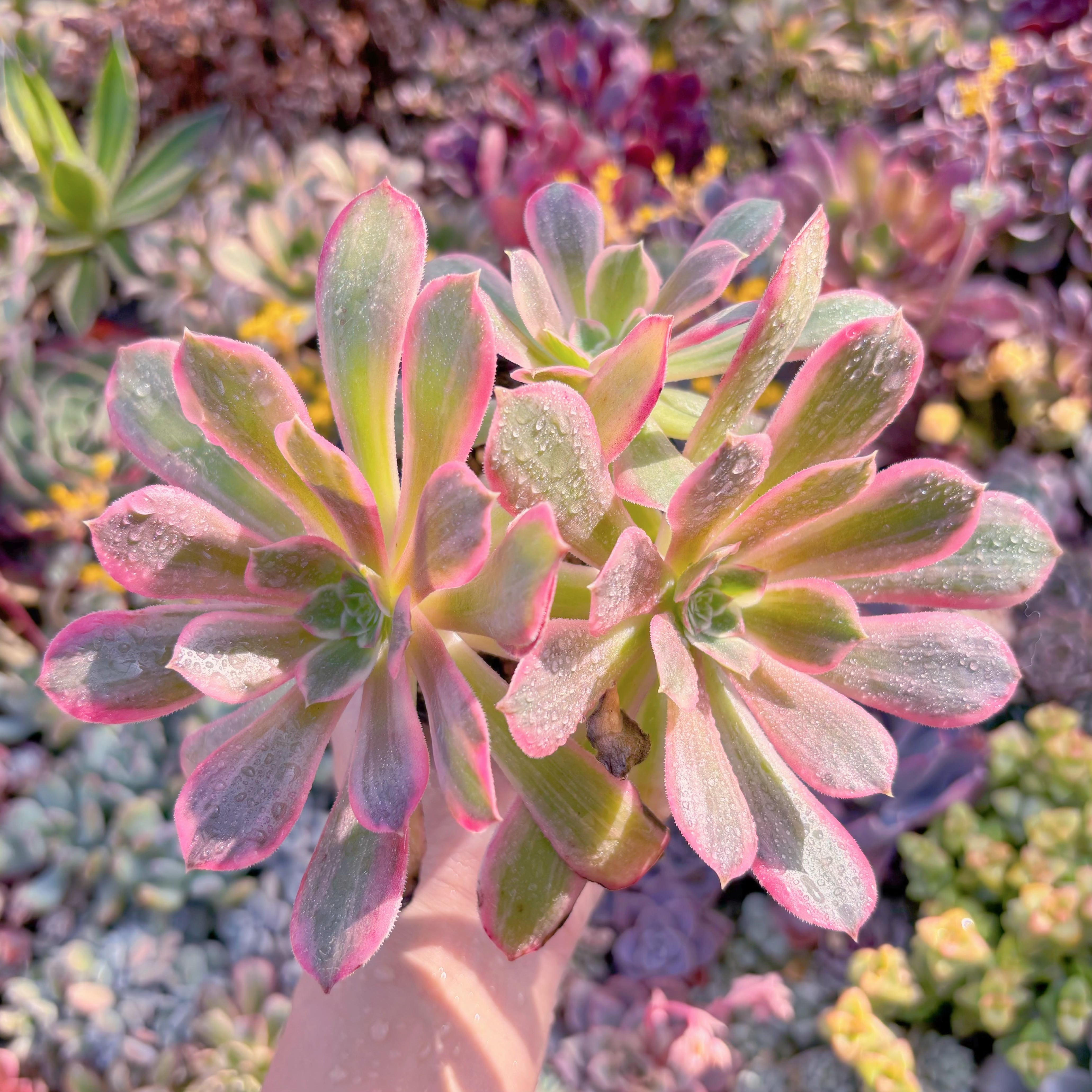 現品　新品種　浣沙錦#M069　新入荷　るる農園