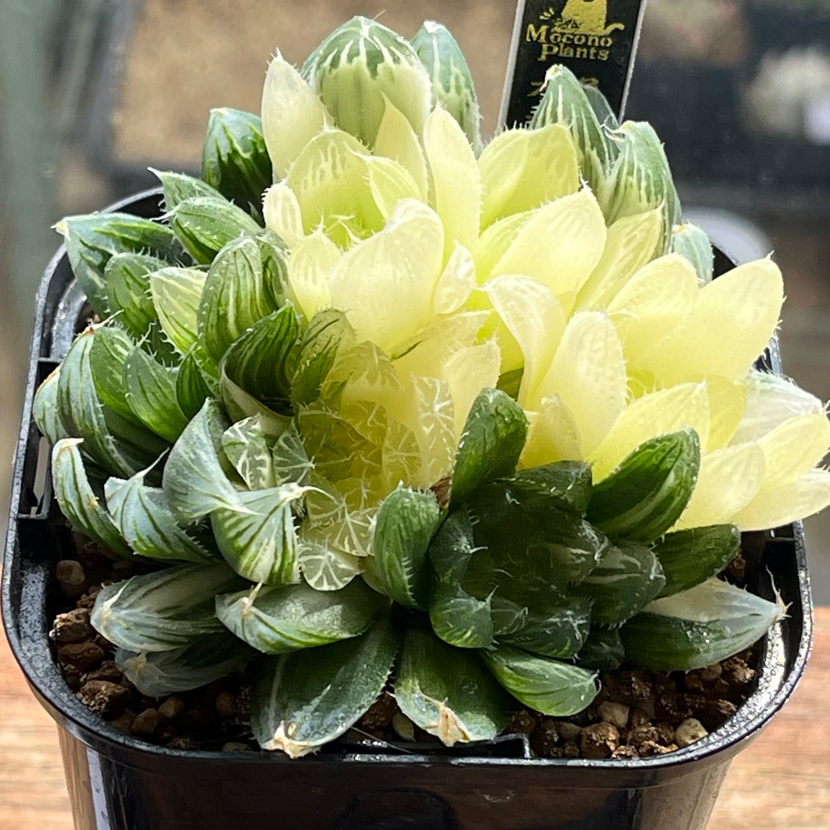 ハオルチア 花胡蝶錦(胴切り株) | mocono_plants