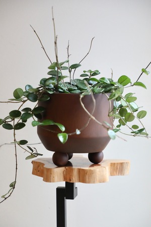 【M】ホヤ マチルダ/Hoya mathilde　※マンゴーウッドポット付き