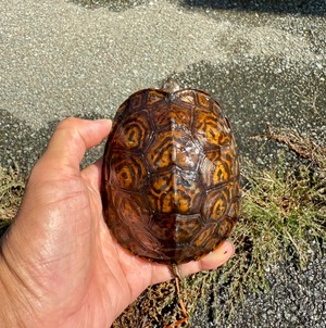 マンヤマガメ・ペア