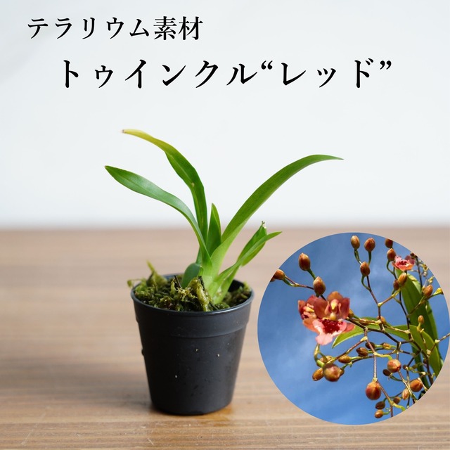 トゥインクル“レッド” Oncidium Twinkle【着生ラン】苔テラリウム用・初心者向け