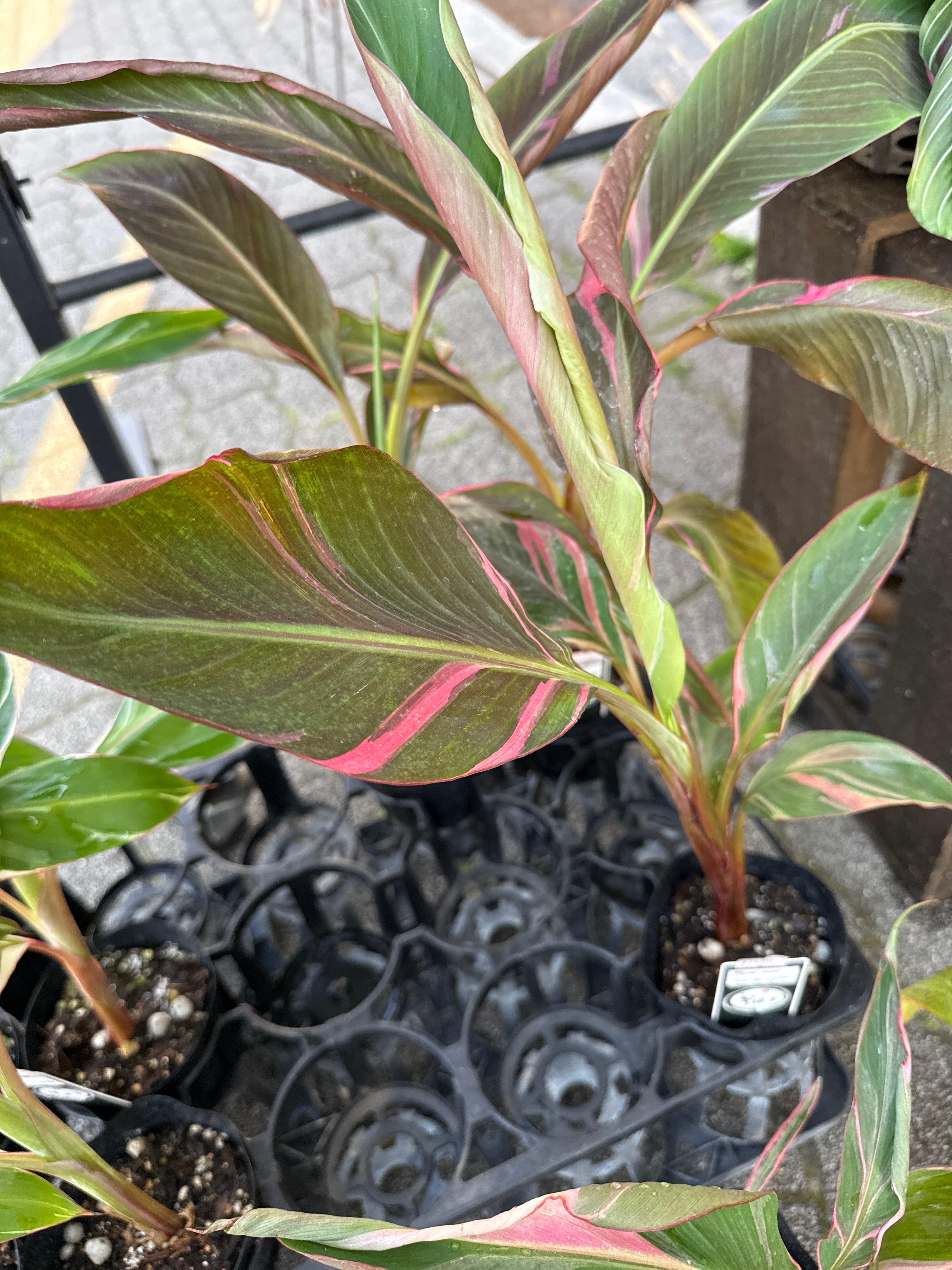 バナナピンク斑入り Musa nono pink variegated | Gardenえん 【観葉