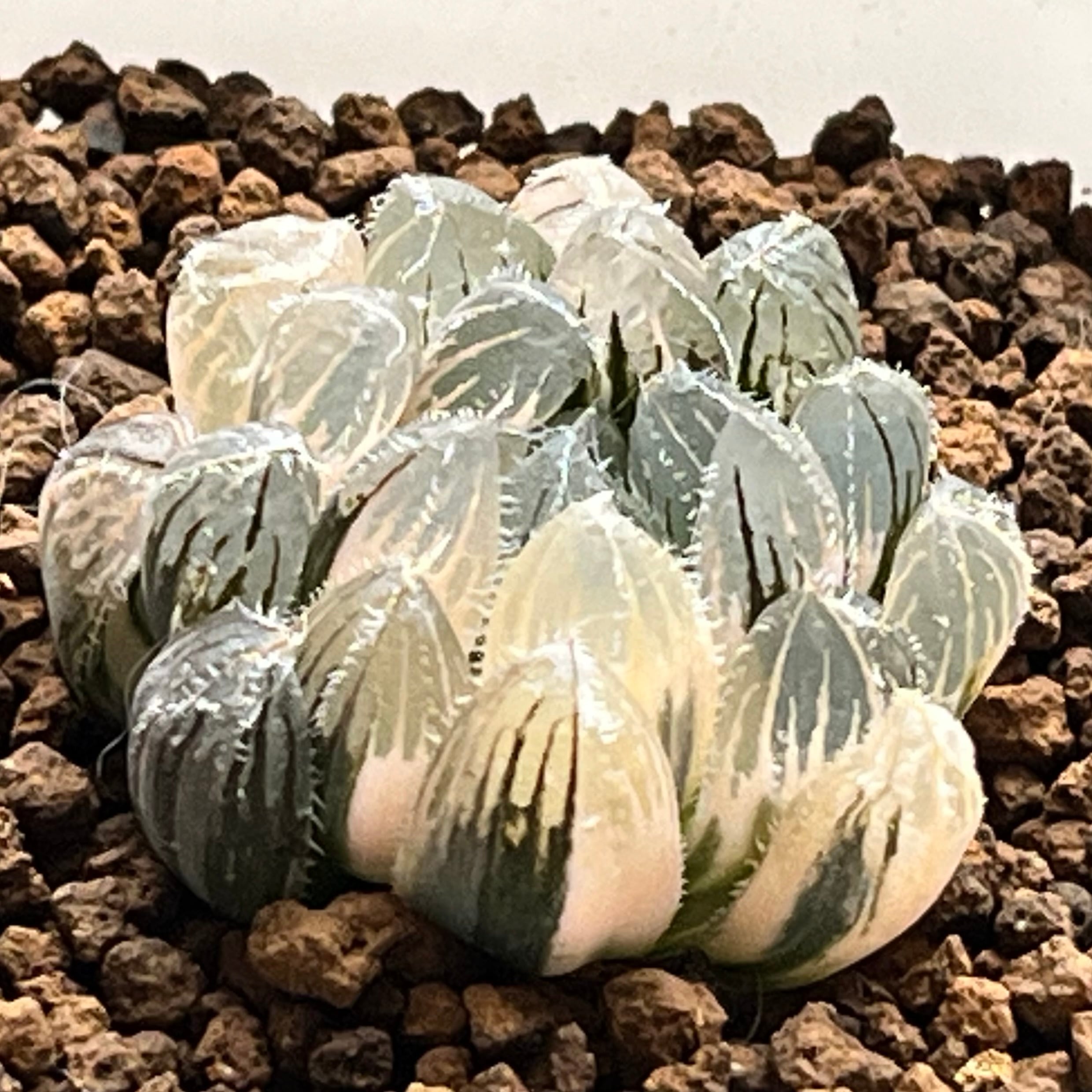 ハオルチア 紫王 オブツーサ錦 | mocono_plants