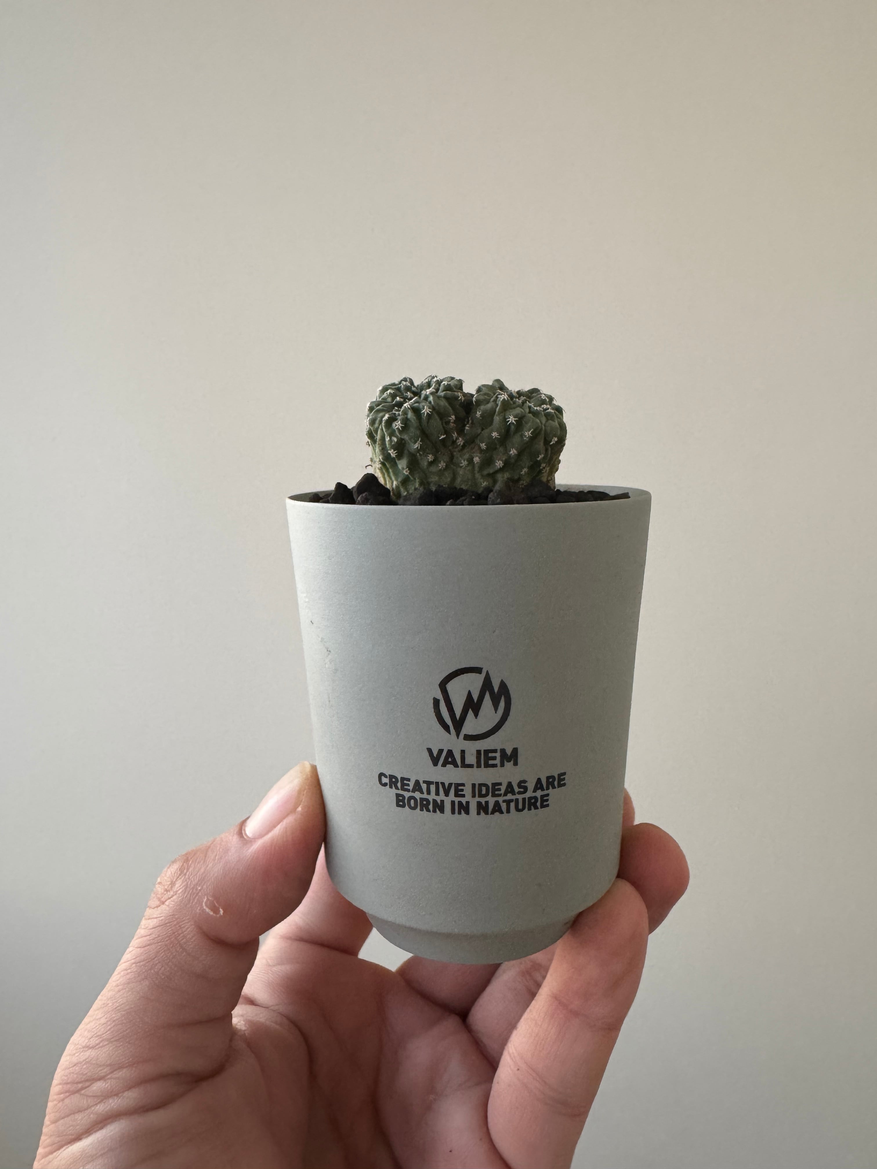 菊水　サボテン　valiem 新着】Strombocactus 菊水綴化 × VALIEM GHOST【極上品】サボテンの