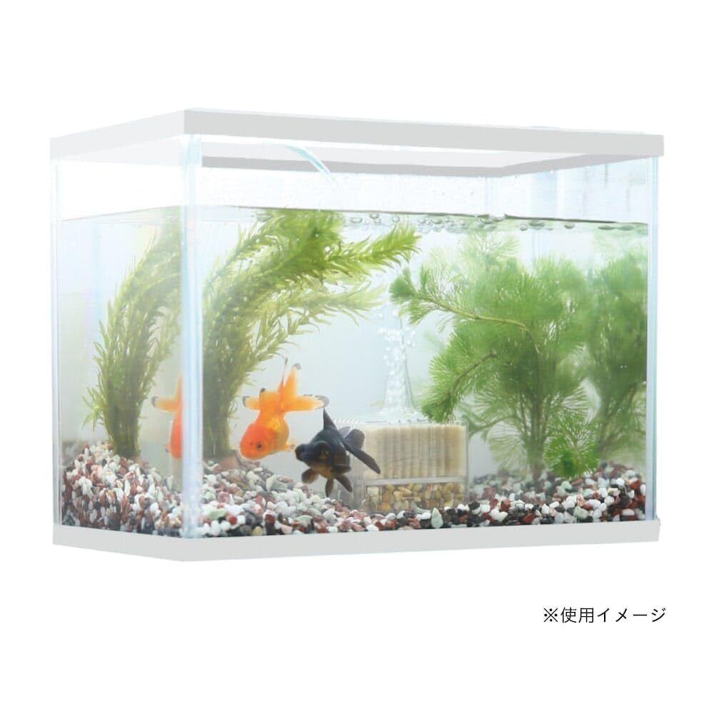 カインズ(CAINZ) 育成キット S 12L ホワイト はじめての金魚 メダカ