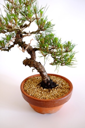 D. 赤松 Akamatsu (Red pine)