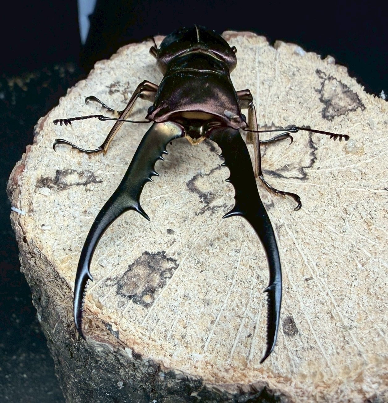 メタリフェルホソアカクワガタ】ペア・♂ 75mm 2026年3月羽化 ♀ 2026