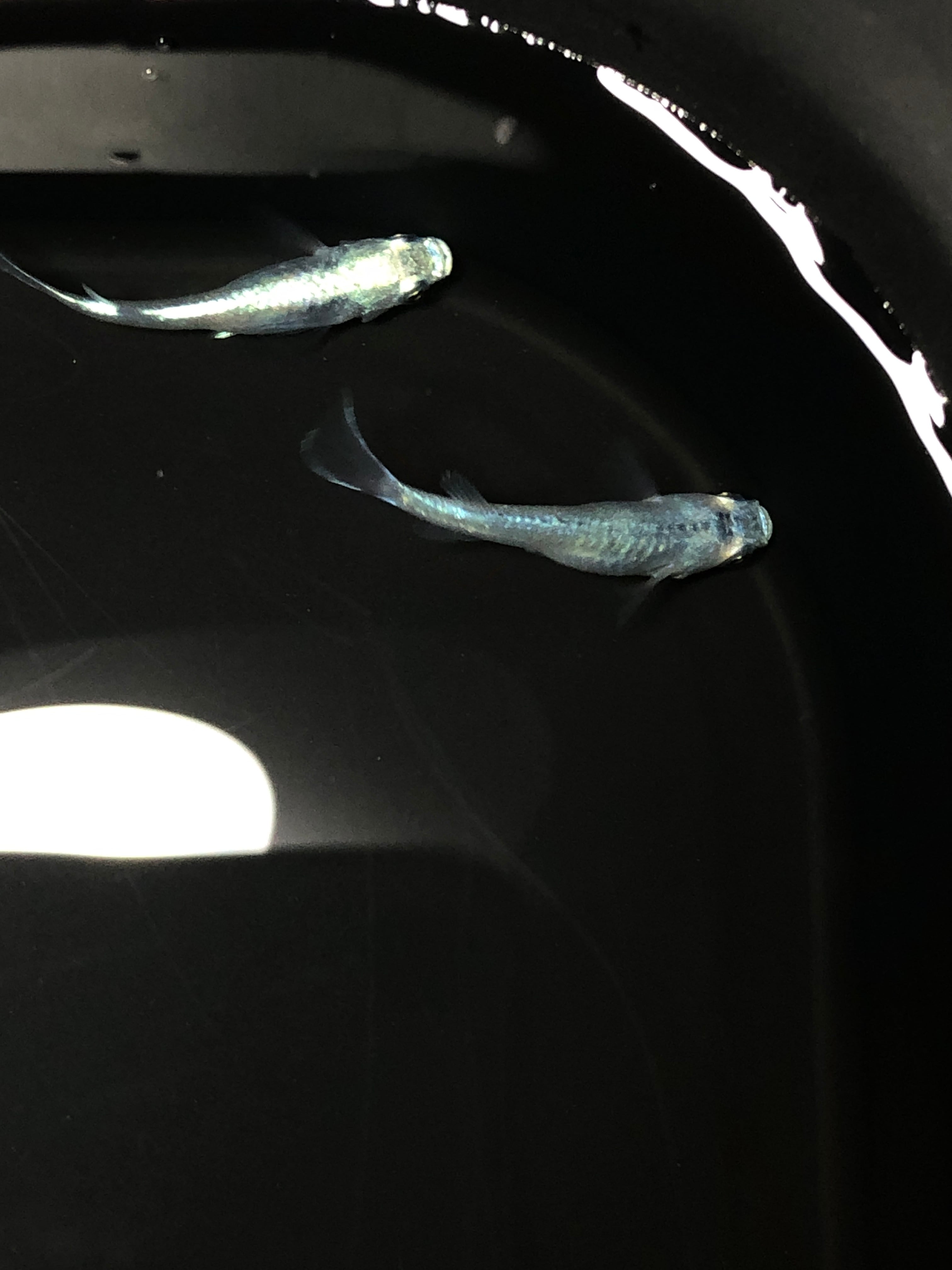 白幹之(みゆき) 鉄仮面、フルボディ 稚魚【サイズ 0.5〜1.5 無差別20匹