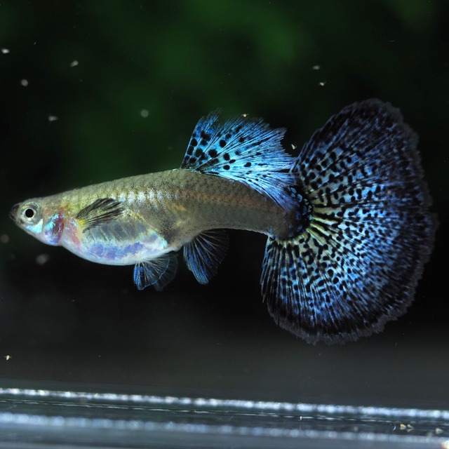 【現物】極上種親プラチナブルードラゴン　1ペア＋おまけ若魚1ペア
