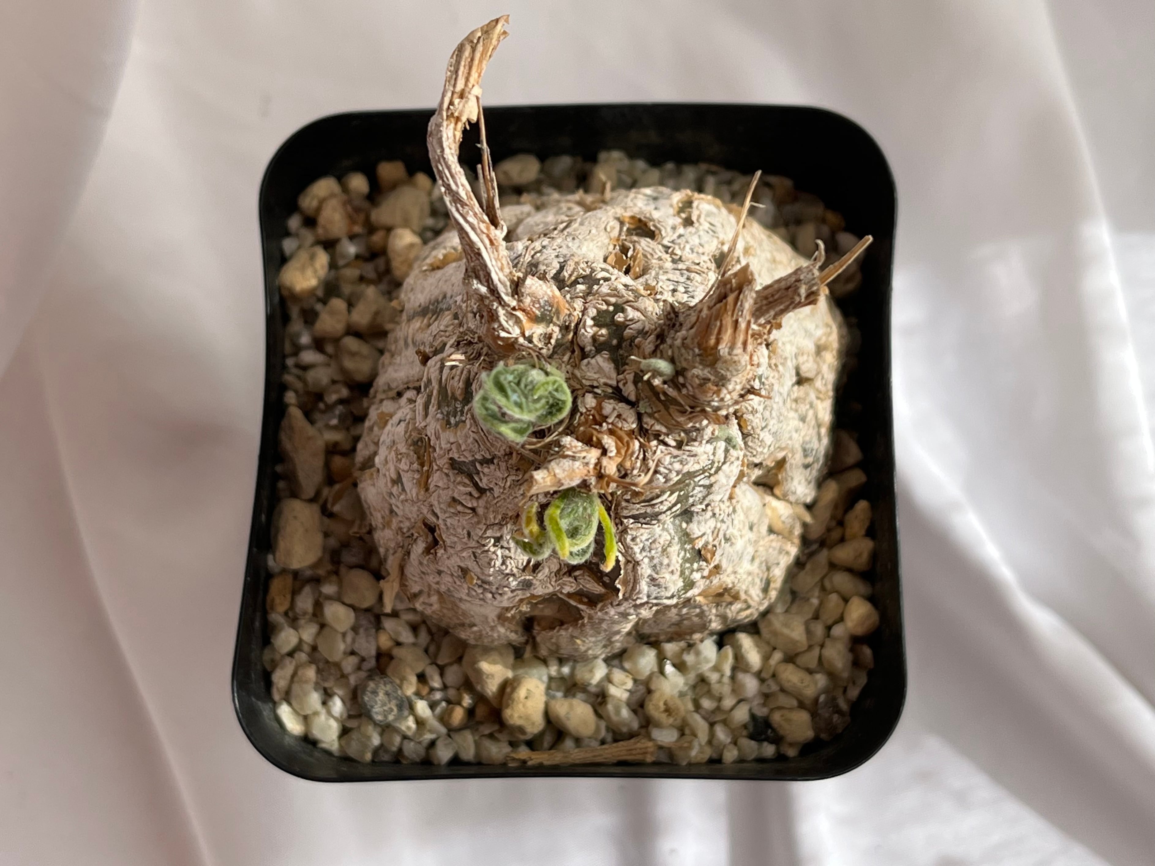 Cephalopentandra ecirrhosa ケファロペンタンドラ エキローサ 多肉