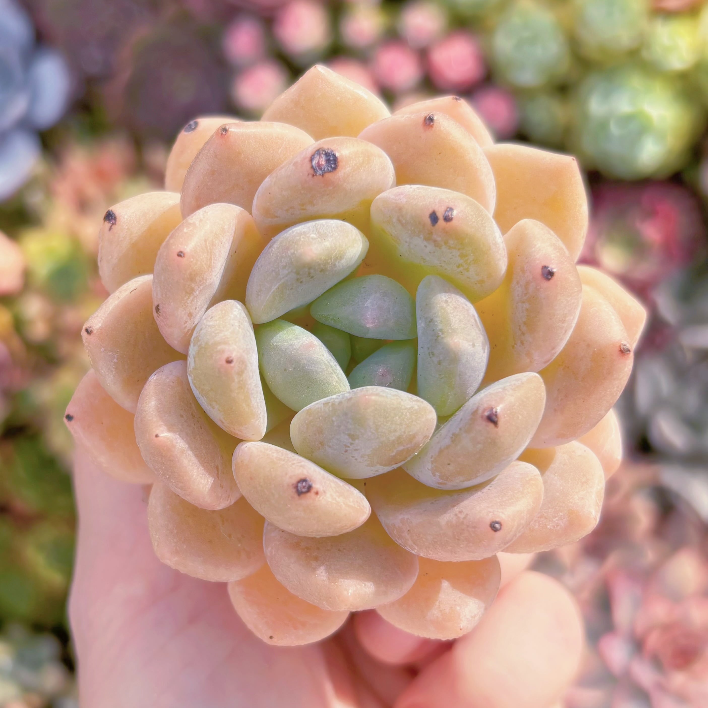 多肉植物　チュベローズ　新入荷　るる農園