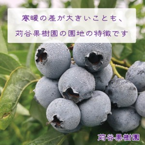 【3箱セット】【2026.7.1以降順次発送】【L～2L】大粒ブルーベリー約1.5kg《1箱250g×2パック入×3箱》
