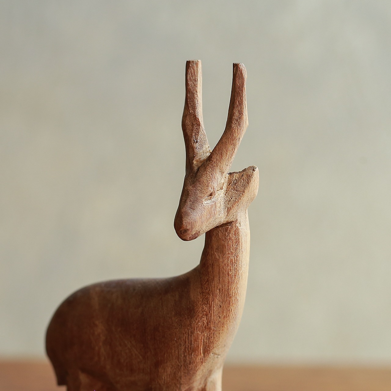 凛々しい立ち姿の、小柄なトムソンガゼル 3