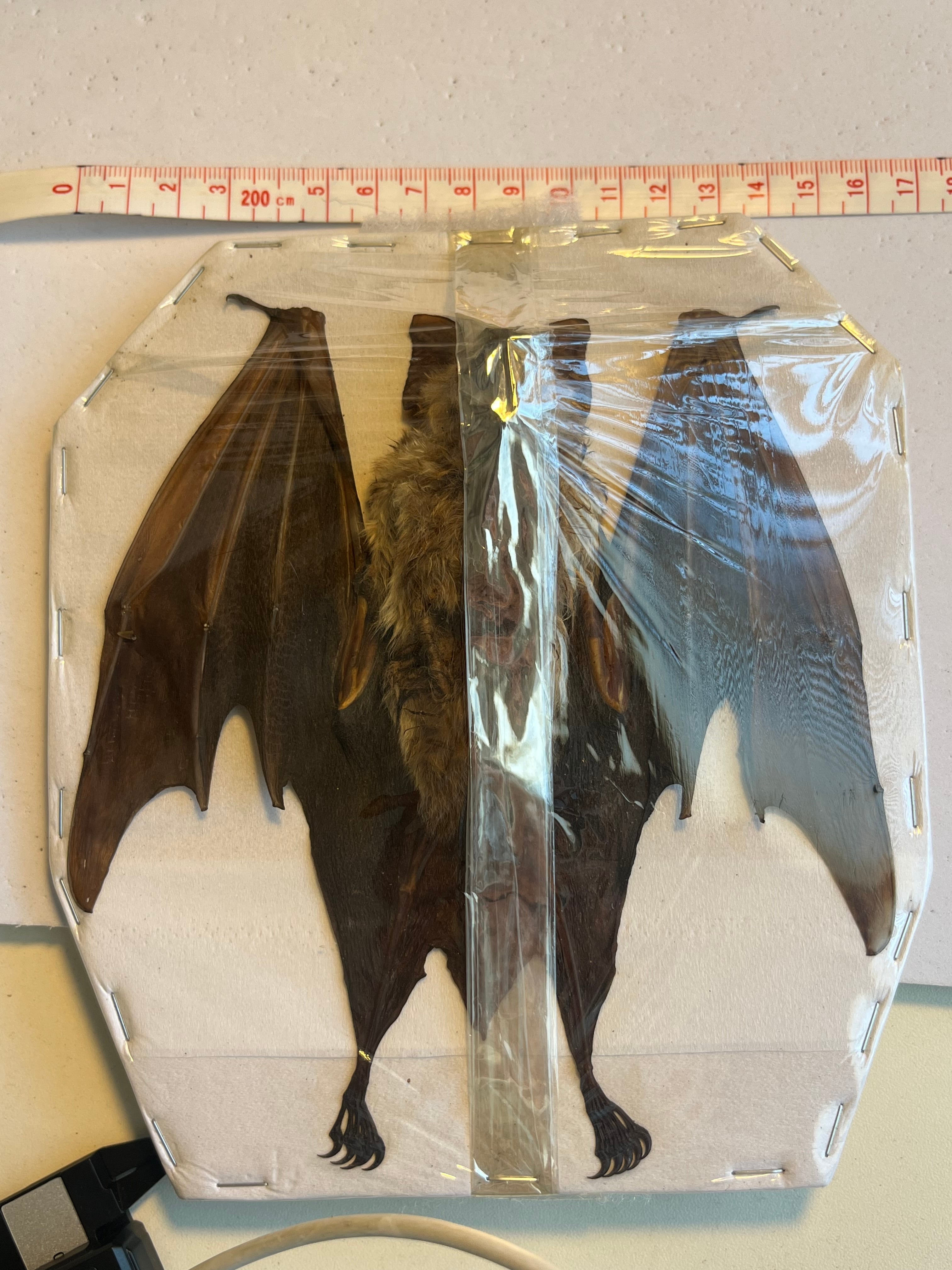 蝙蝠ノ王様】ハチマキカグラコウモリ 標本ジャワアブラコウモリ 昆虫