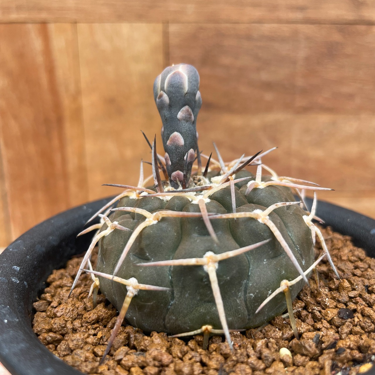 Gymnocalycium ochoterenae var.varispinum【ギムノカリキウム・武勲丸(変種)バリスピナム】
