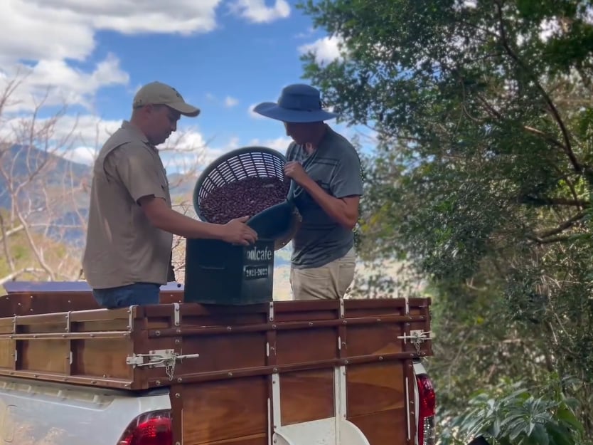 コスタリカ　ジャガーハニー