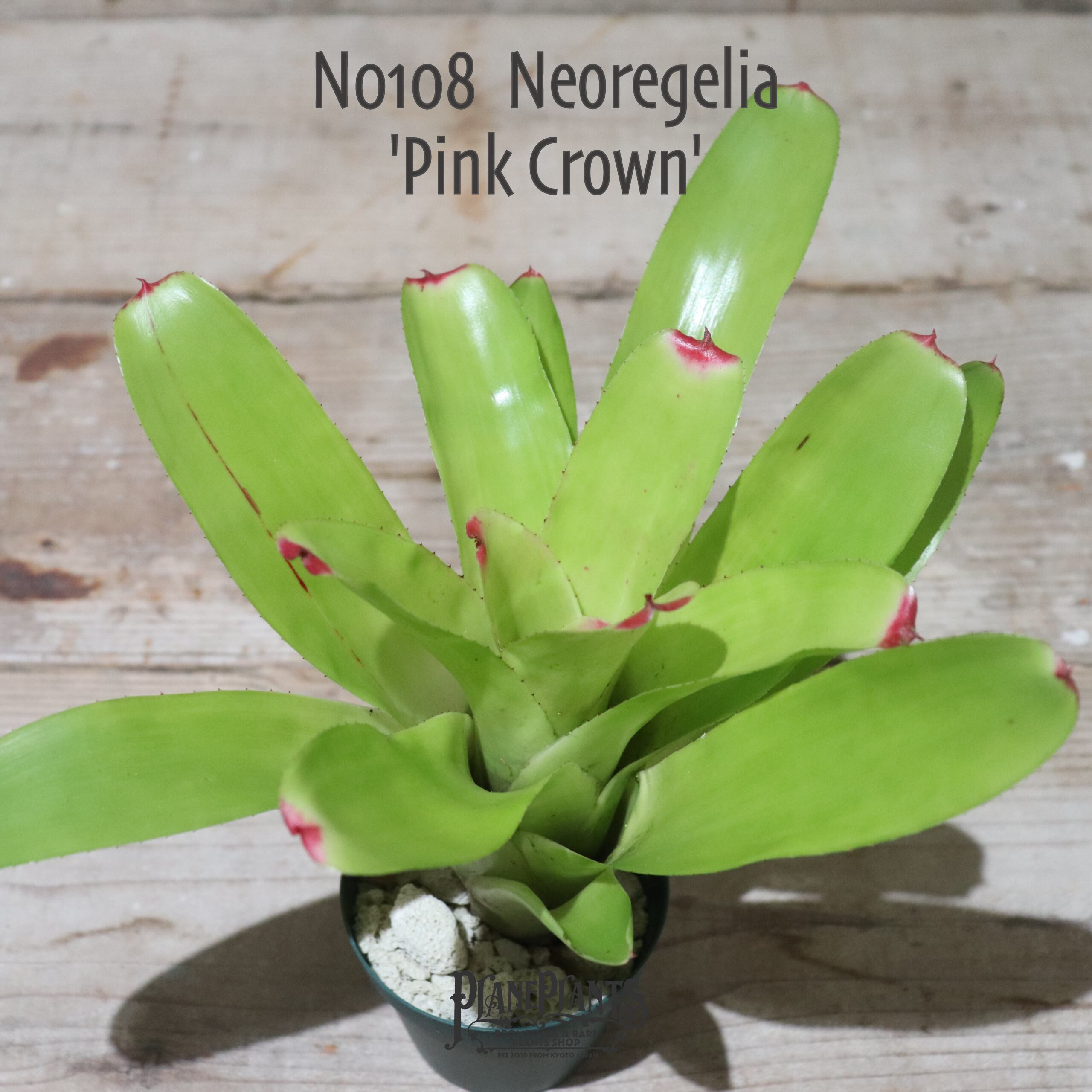 【送料無料】Neoregelia 'Pink Crown'〔ネオレゲリア〕現品発送N0108