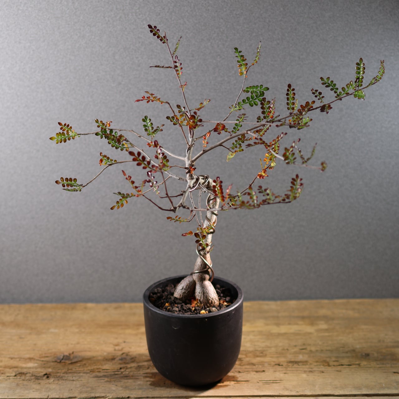開墾植物　デカリー 582『オペルクリカリア デカリー』観葉植物【送料無料】 | MARX PLANTS
