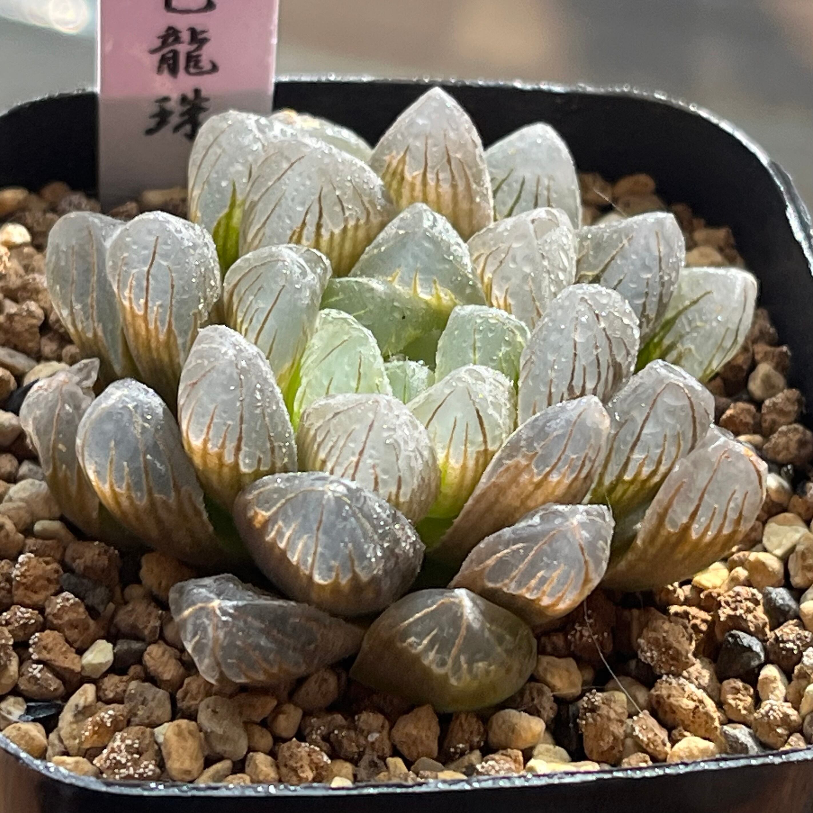 オブツーサ系 | mocono_plants