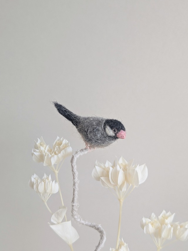 桜文鳥