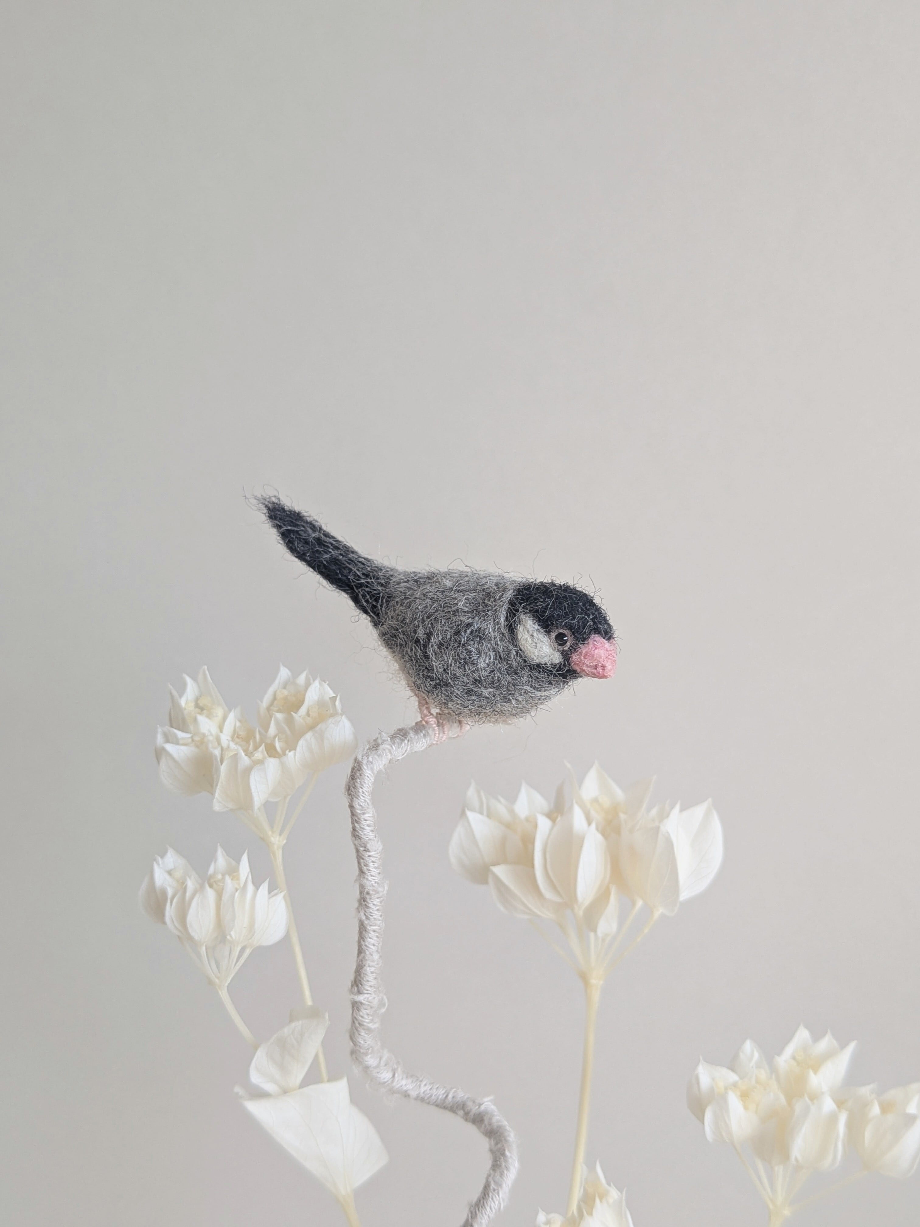 桜文鳥