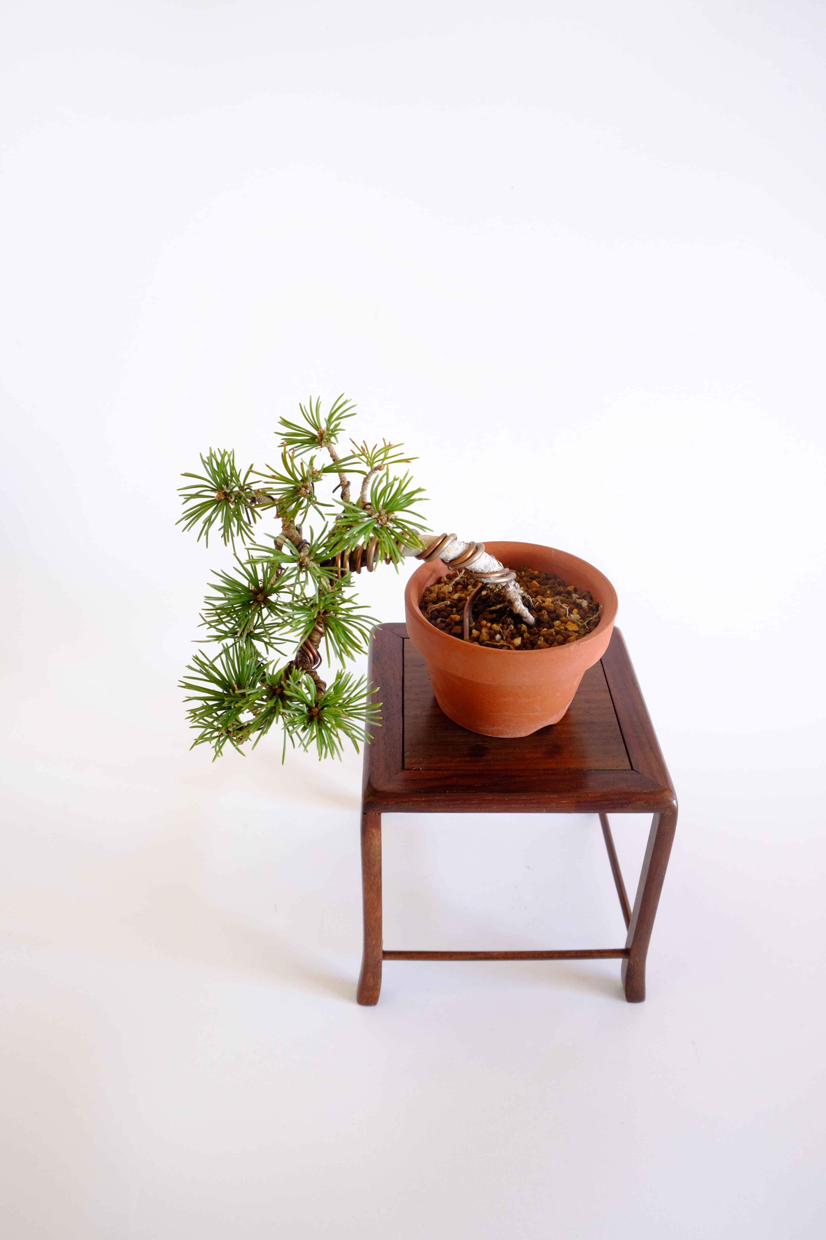 10. 五葉松 豆盆栽 Goyo Matsu (White Pine) | BONSAI CLUB TOKYO